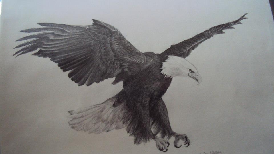 American Eagle Drawing at GetDrawings | Free download