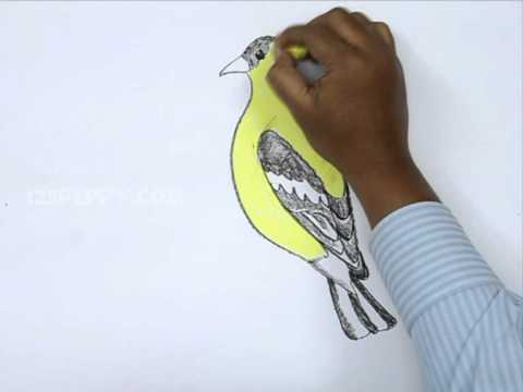480x360 How To Draw American Goldfinch