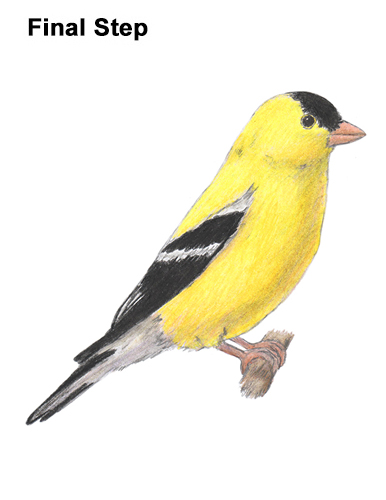 386x500 How To Draw A Goldfinch
