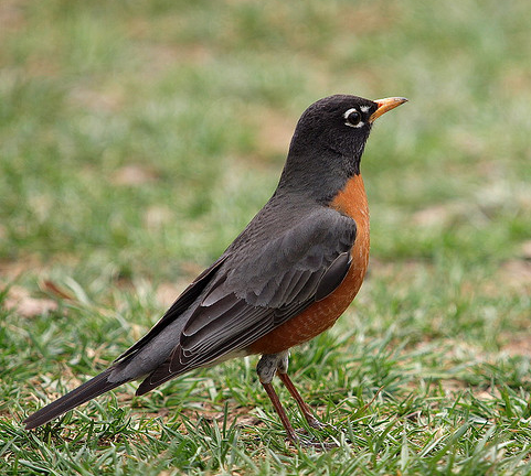481x432 Connecticut State Bird American Robin