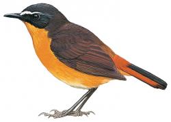 250x178 Mountain Robin Chat (Oreocossypha Isabellae) Hbw Alive