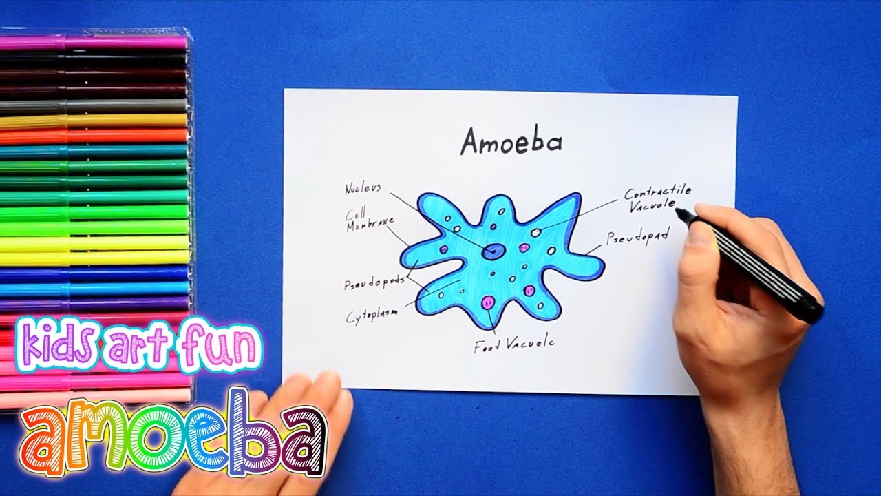 1280x720 How To Draw And Color Amoeba