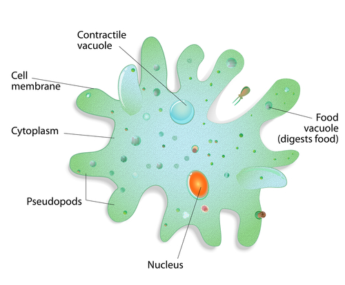 500x414 Protists Study Guide