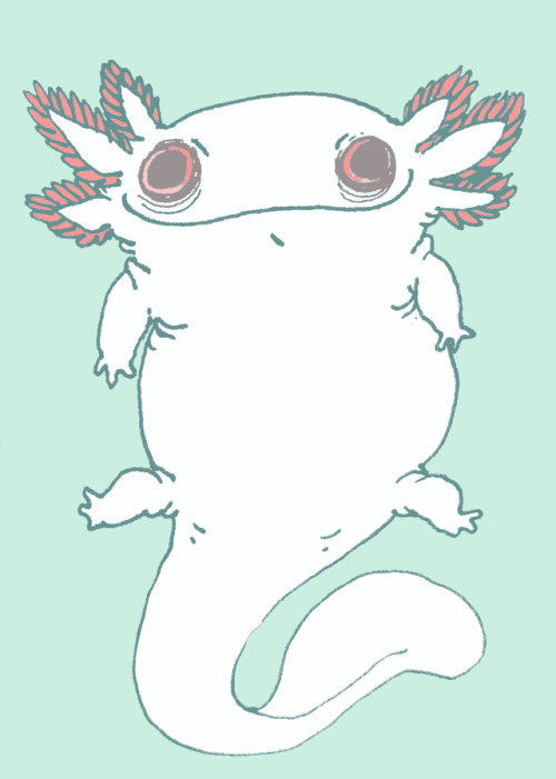 500x701 Amphibian Drawing Tumblr