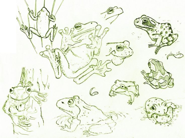736x550 218 Best Animals Amphibians Images On Frogs