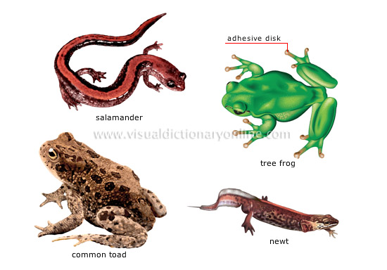 550x384 Animal Kingdom Amphibians Examples Of Amphibians [2] Image
