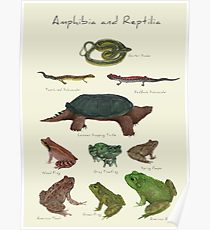 210x230 Amphibians Drawing Posters Redbubble