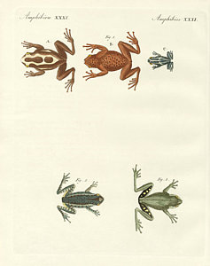 237x300 Amphibians Drawings