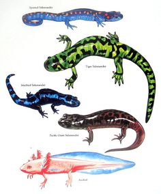 236x284 Vintage Animal Print Amphibians, Reptiles And Animal