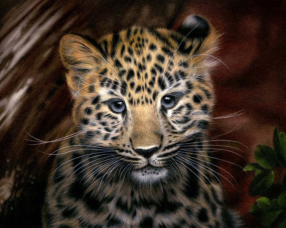960x768 Drawing Amur Leopard By Heatherrooney
