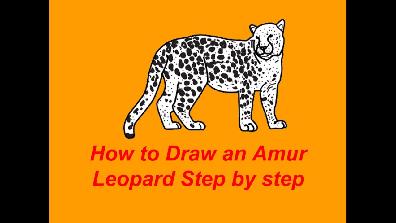 1280x720 How To Draw An Amur Leopard Step By Step