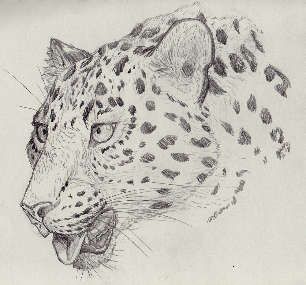 1000x929 Sketch A Day Day 3 Amur Leopard By Therecurrent
