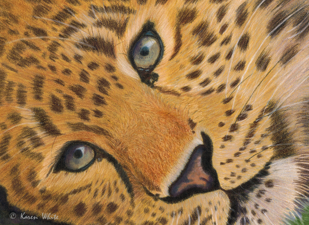 1024x745 Amur Leopard Drawing A Small Picture (Approx 7x5)