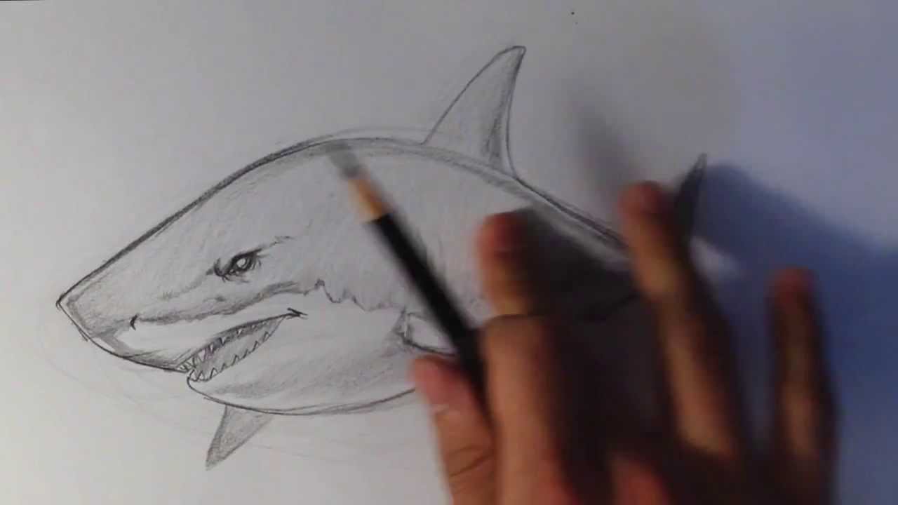 1280x720 How To Draw A Shark Easy Drawings