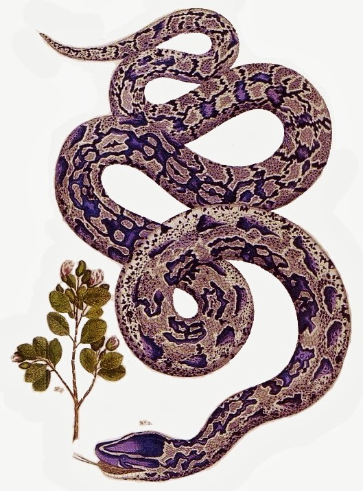 529x715 Anaconda Drawing In Style Of Plant Drawings Snakes