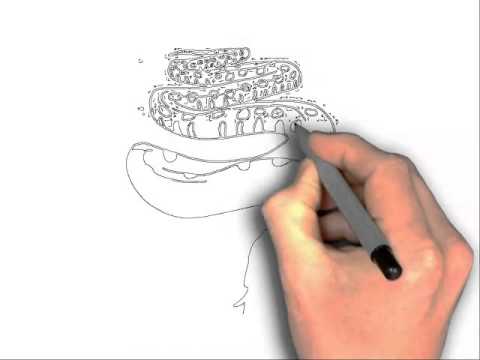 480x360 How To Draw A Snake Anaconda