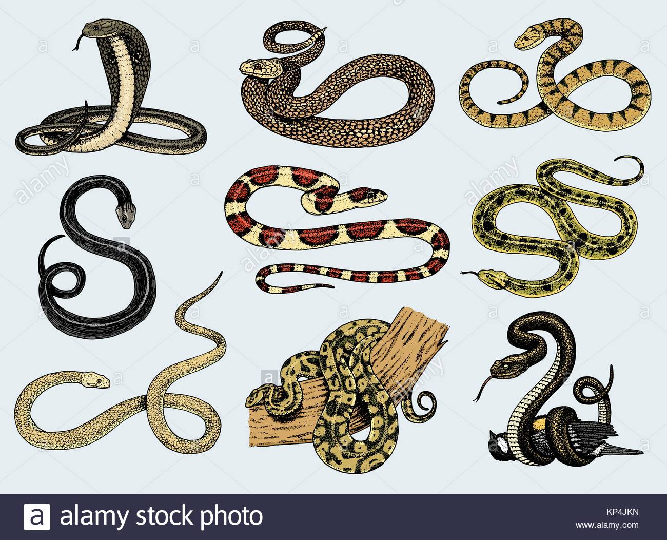 1300x1052 Set Viper Snake. Serpent Cobra And Python, Anaconda Or Viper