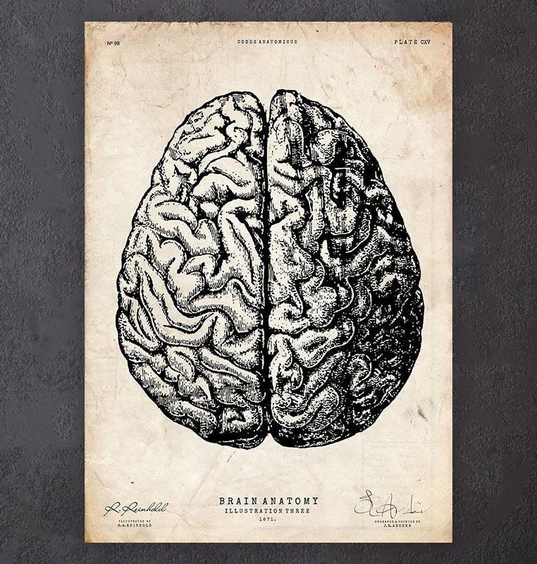 762x800 Brain Anatomy