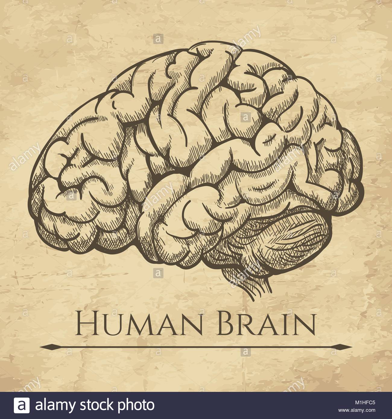 1300x1390 Brain Retro Anatomic Etching. Anatomical Brains Old Drawing Sketch