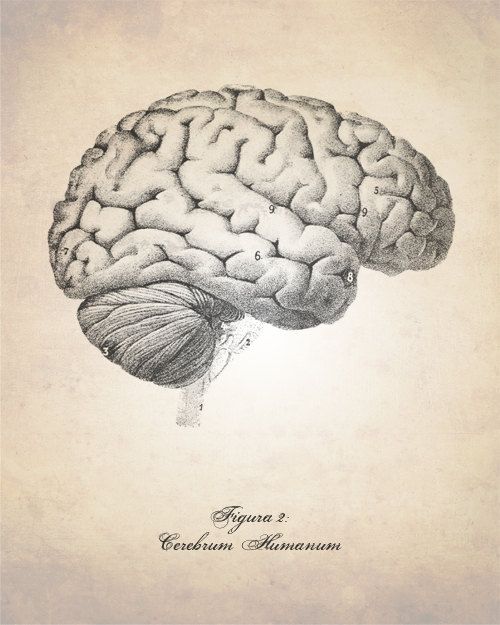 500x625 Human Anatomy Brain Art Print Antique By Thenationalanthem Movie