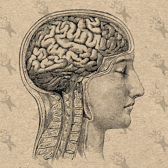 570x570 Vintage Image Head Anatomical Brain Retro Drawing Picture