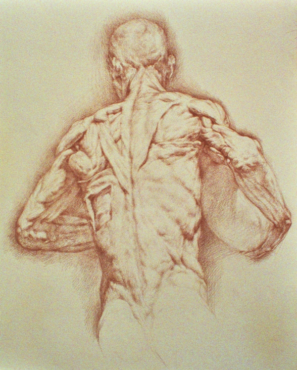 600x748 Drawing Basics Anatomy Drawing Like No Other