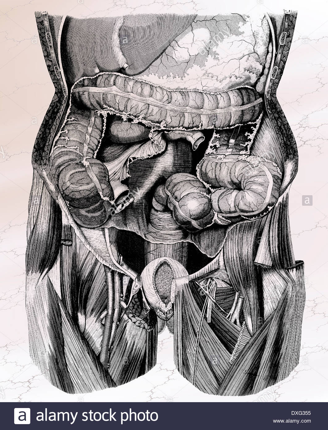 1062x1390 Human Anatomy