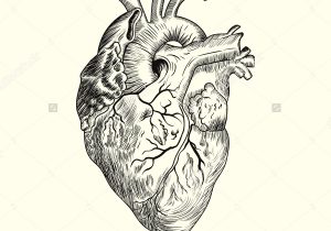 Anatomical Drawing Heart at GetDrawings | Free download