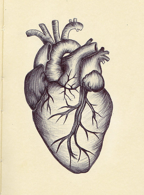 473x640 Anatomical Heart Drawing Ahd05 Tattoos Anatomical