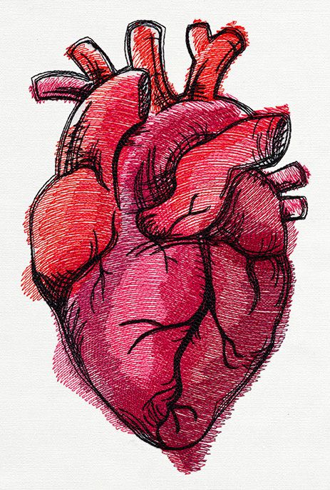 463x686 Painted Anatomical Heart Urban Threads Unique And Awesome