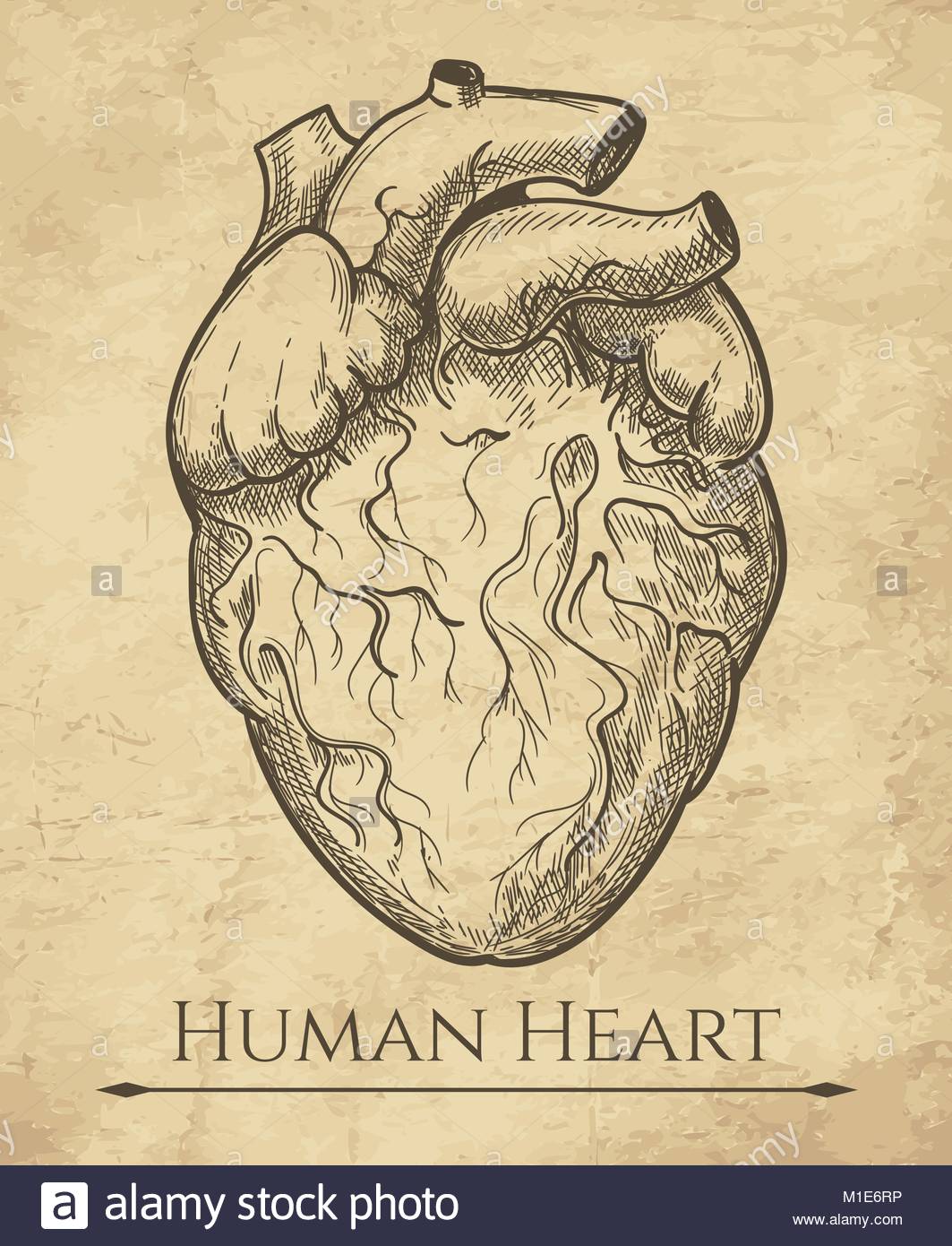 1063x1390 Human Heart Sketch. Anatomical Heart Organ Etching Drawing