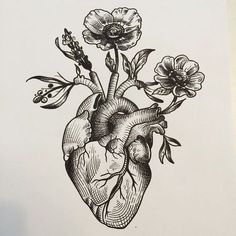 Anatomical Heart Drawing at GetDrawings | Free download