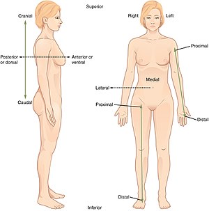 300x303 Standard Anatomical Position
