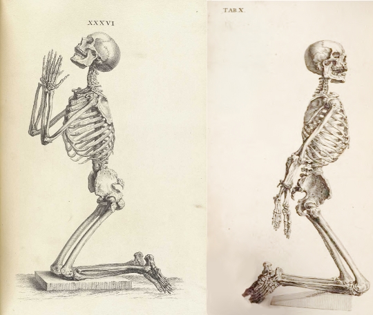 540x456 Skeleton Praying, Tab Xxxvi, Osteographia, 1733, And Skeleton