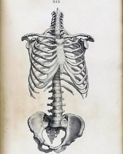 240x300 Vintage Medical Anatomical Anatomy Skeleton Illustration Real