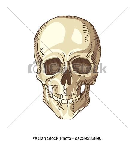 450x470 Illustration Of Anatomical Skull Isolated On The White Eps