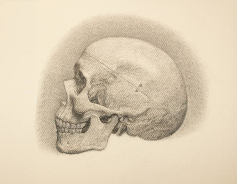 770x597 Saatchi Art Charcoal Study Of An Anatomical Skull Model Drawing