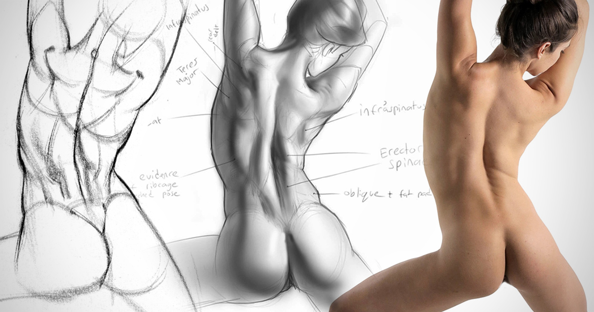 1200x630 Anatomy Drawing Critiques The Lower Back Proko