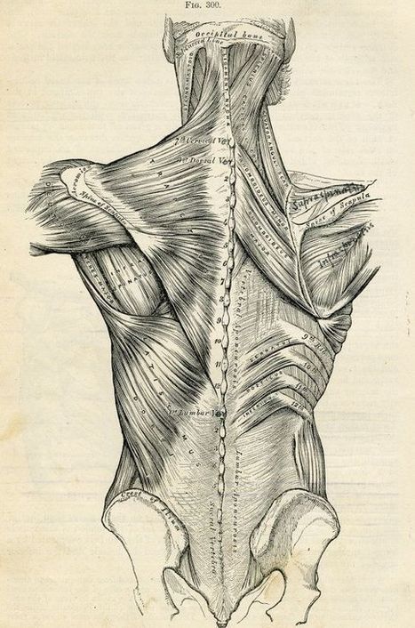 467x706 Human Back