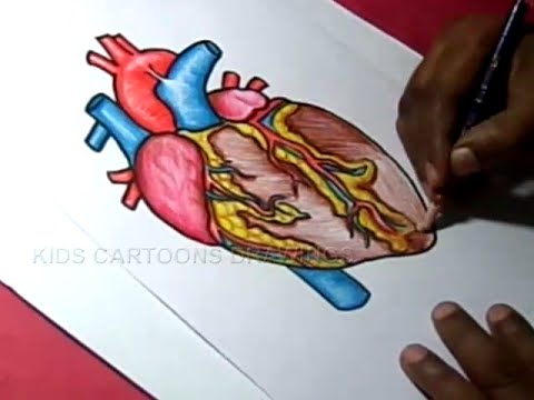 480x360 How To Draw Human Heart Anatomy Color Drawing For Kids