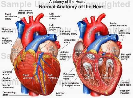 432x318 Human Anatomy Diagram Best Anatomy Heart Drawing, Heart Anatomy