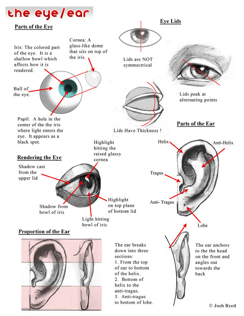 479x619 Anatomy Of The Eye For Artists 26 Best Human Images