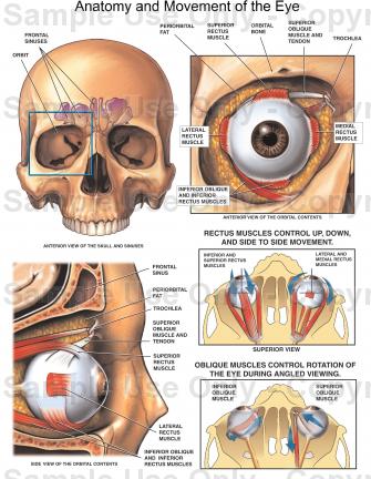 335x432 Anatomy And Movement Of The Eye