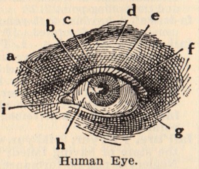 400x340 Klassic Human Eye Anatomy Drawing The Eye Si(Gh)t