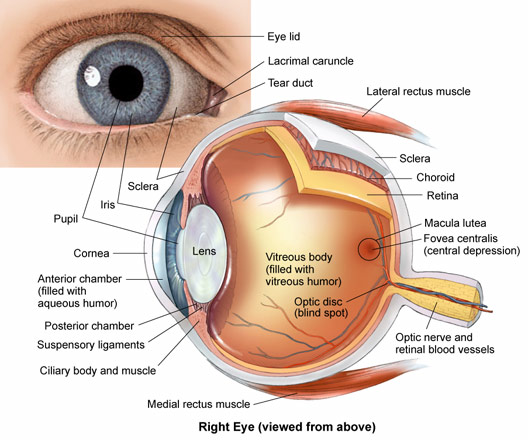 528x440 Eye Anatomy Drawing Sketch Image Illustration