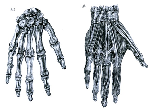 578x430 Skeleton Hand Anatomy Study
