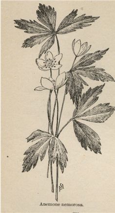 236x438 Nadezda Fava Anemone Sketch For A Custom Logo Design. Tattoos