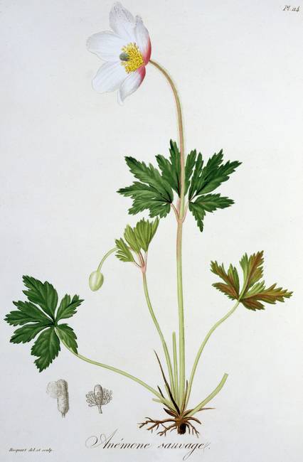 426x650 Stunning Wood Anemone Drawings And Illustrations For Sale