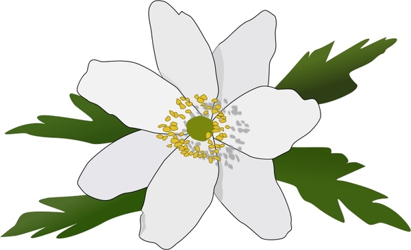 600x366 Anemone Nemorosa Free Vector In Open Office Drawing Svg ( Svg