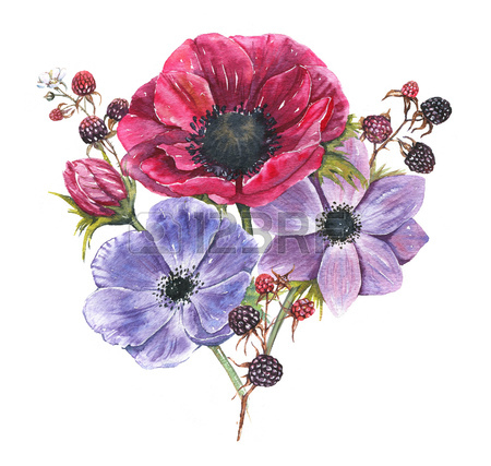 Anemone Flower Drawing at GetDrawings | Free download